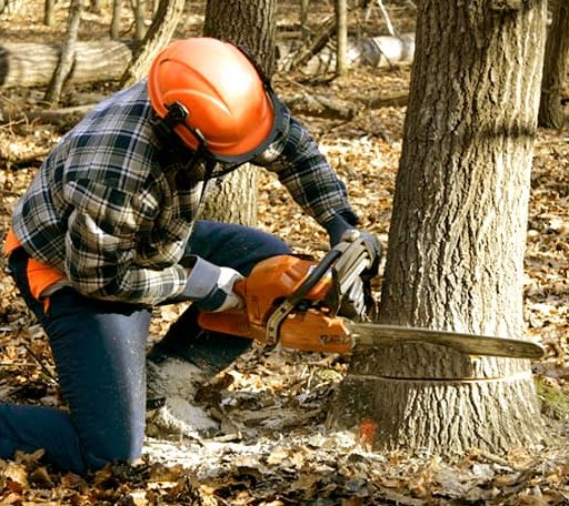 Tree Removal in Palmyra, ME